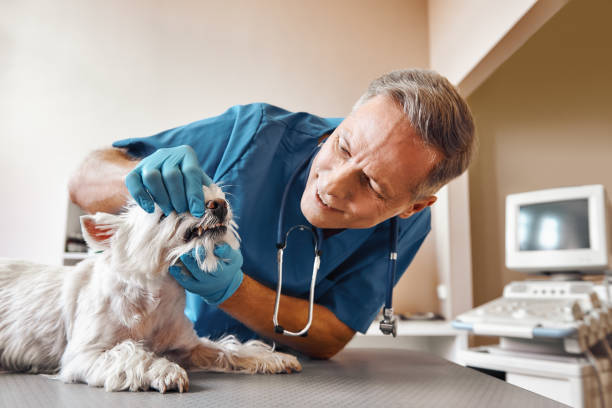  Del Rio, CA Emergency Dentist Pros